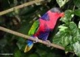 /album/lori-tribarvy-black-capped-lory/lori-tribarvy-2-jpg/